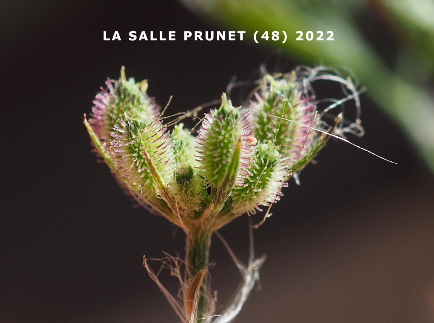 Hedge Parsley, Upright  fruit